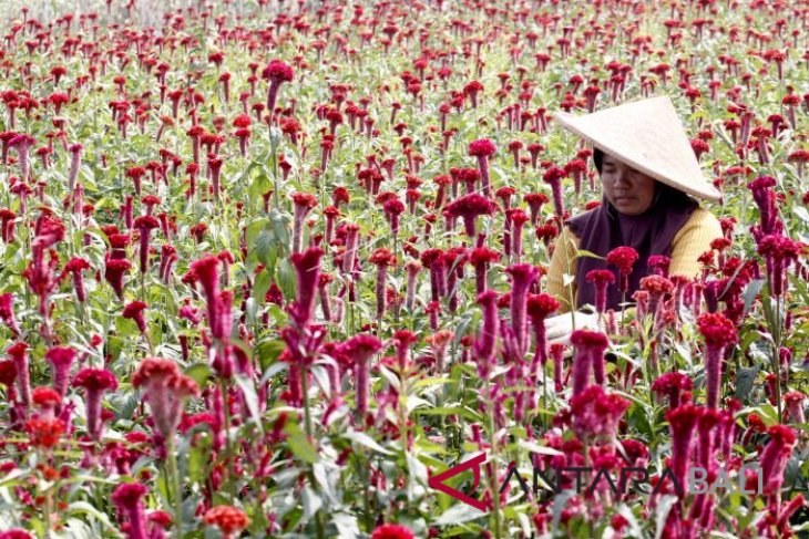 Budidaya Bunga Hias Celosia