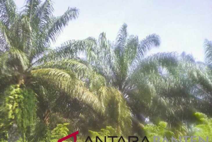 Perkebunan Kelapa Sawit Di Lebak Berkembang
