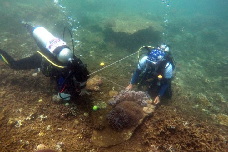 Mengamati biota laut