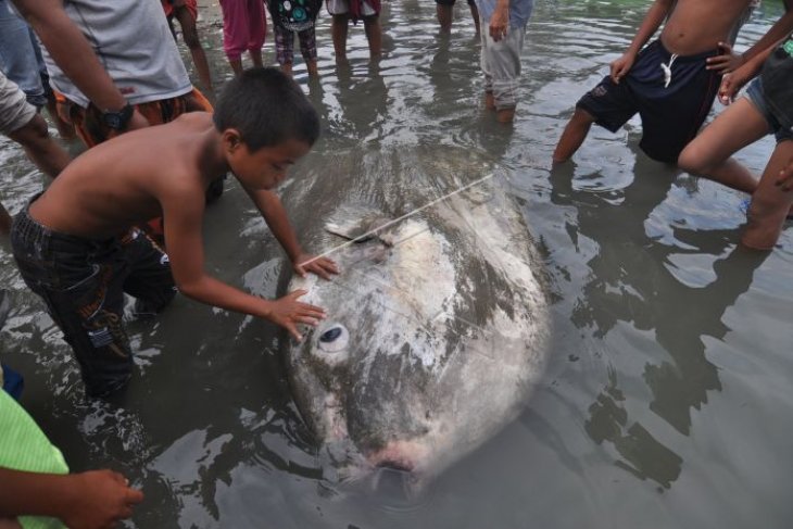 Terjebak dan mati terdampar