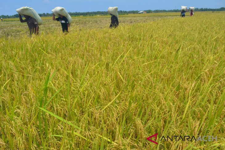 Masuk Panen Raya Harga Beras Turun Di Lhokseumawe - ANTARA News Aceh