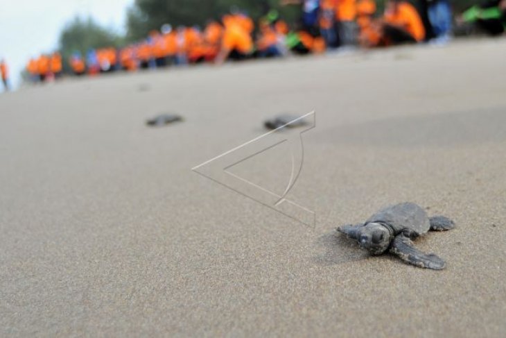 Aksi peduli pantai