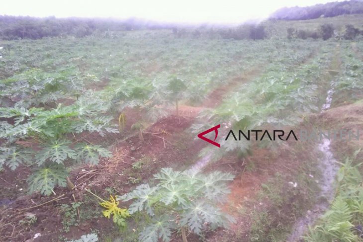 Petani Lebak Kembali Panen Pepaya California