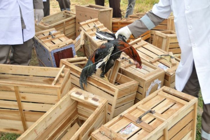 Suntik mati ayam selundupan