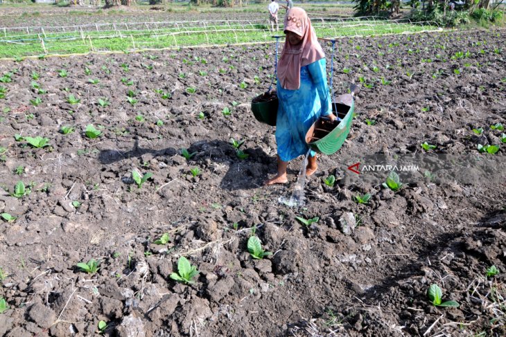 Kontribusi Industri Hasil Tembakau