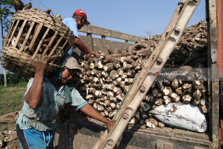 Harga Singkong Melonjak