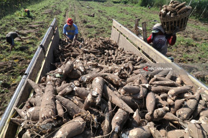 Harga Singkong Melonjak