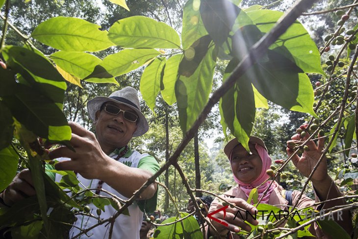 Moeldoko kunjungi perkebunan kopi Puntang