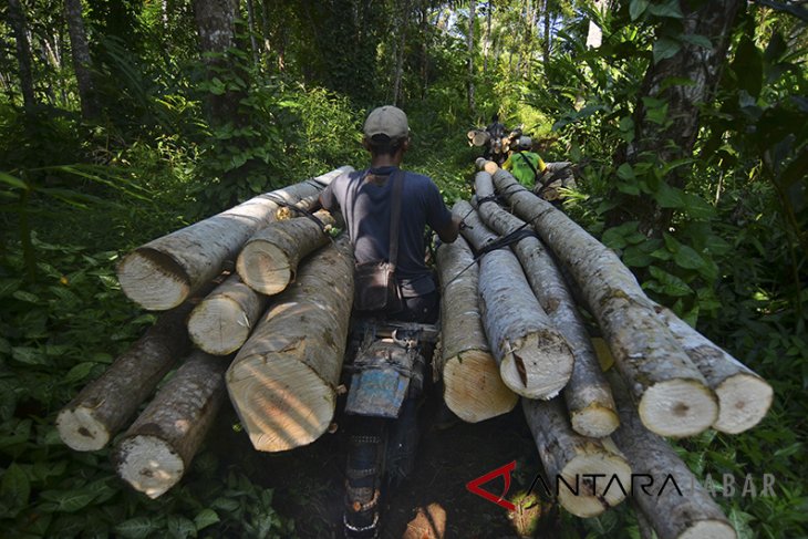 Ojeg Palen Kayu Gelondongan