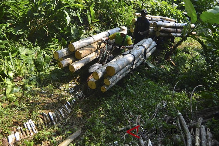 Ojeg Palen Kayu Gelondongan