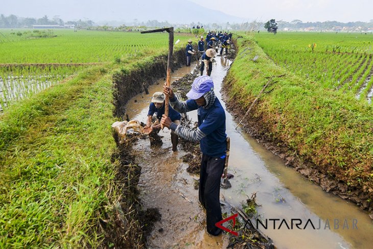 Padat Karya Tunai Petani