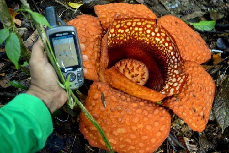 Rafflesia Kemumu blooms in North Bengkulu