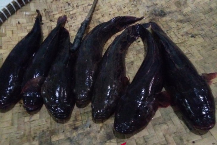 Harga Ikan Haruan 2018