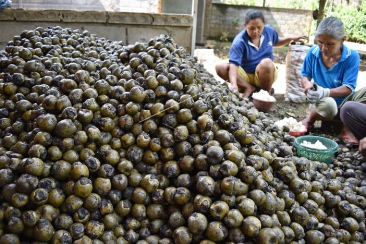 Produksi kolang-kaling