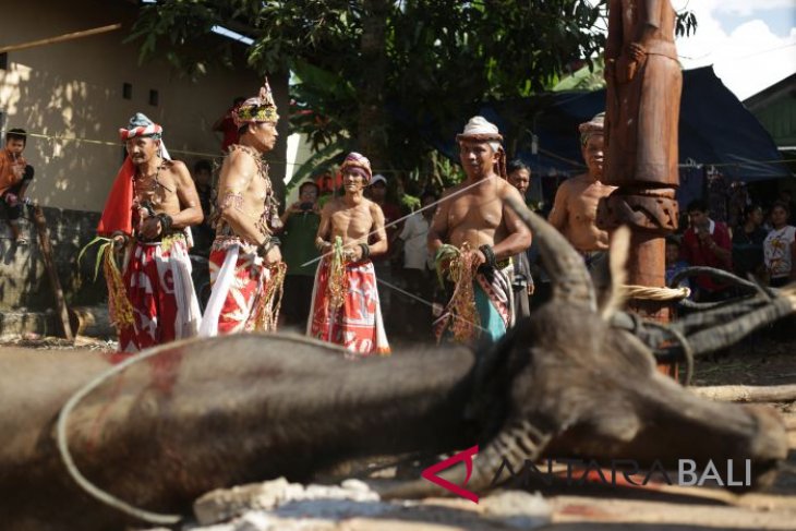 Ritual Adat Balian Bawo