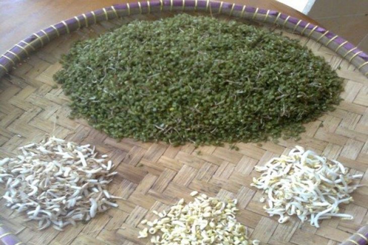 Peneliti IPB manfaatkan limbah tauge untuk turunkan kolesterol daging domba