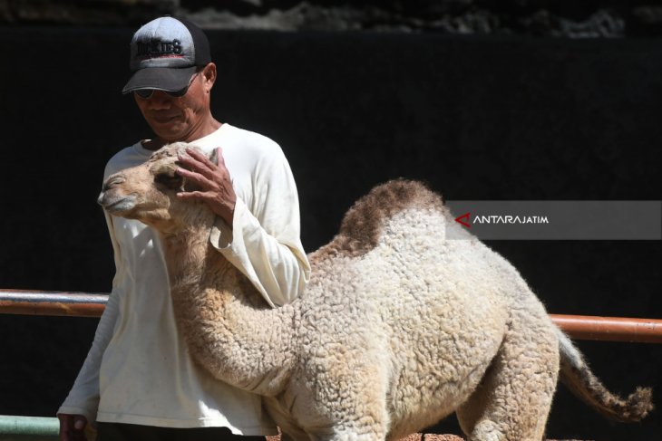 Bayi Unta Punuk Satu KBS