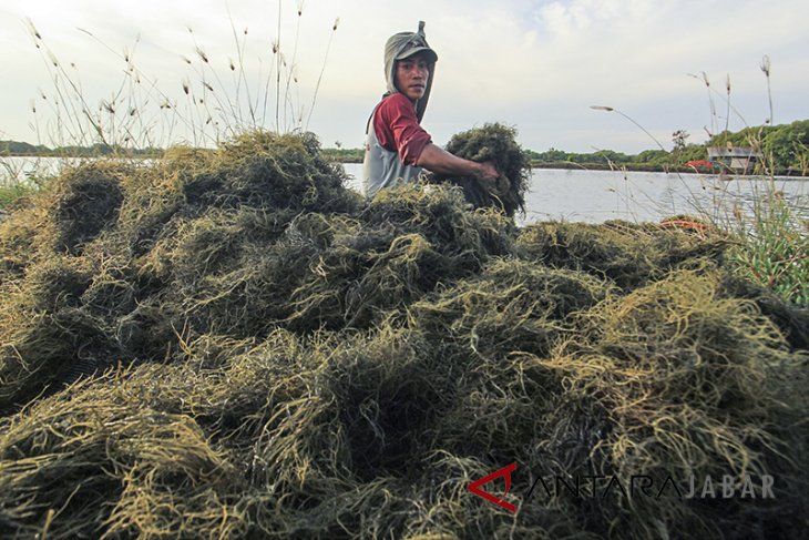 Kualitas rumput laut turun