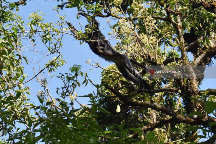 Lutung Jawa Gunung Lawu