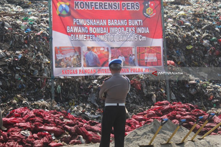 Pemusnahan Bawang Bombay Impor Ilegal