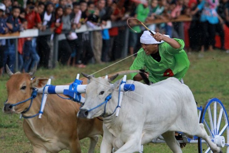 Lomba Karapan Sapi di Kampung Jawa