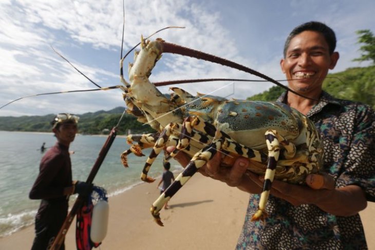 Lobster tangkapan nelayan