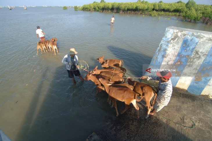 Harga Anakan Sapi Madura Naik