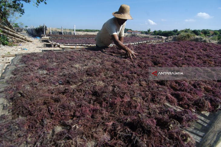 Harga Rumput Laut Turun