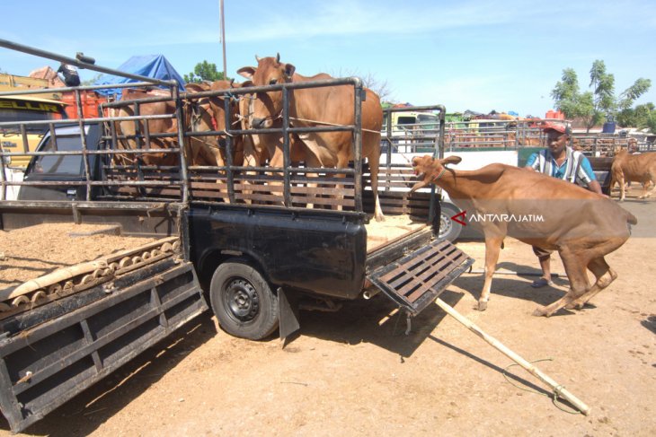 Harga Sapi Madura Naik