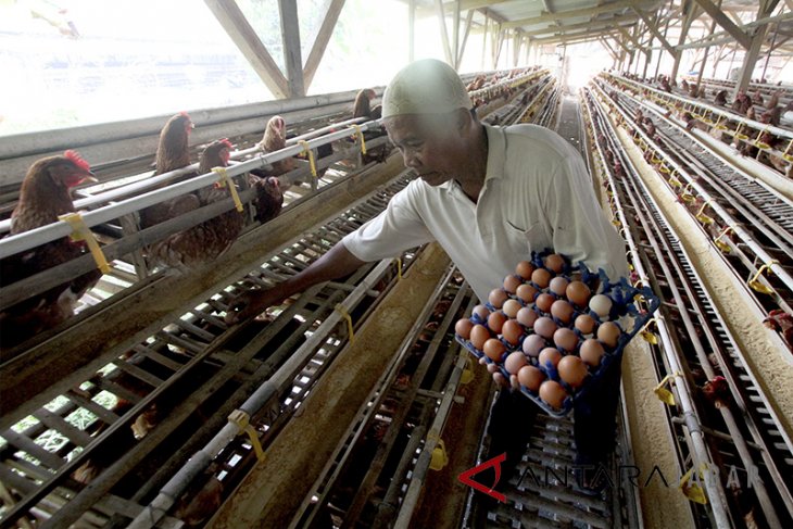 Harga telur ayam naik