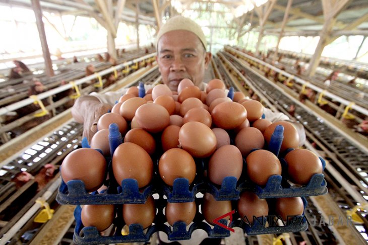 Harga telur ayam naik