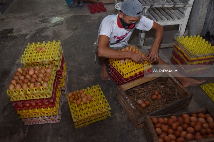 Harga Telur Naik