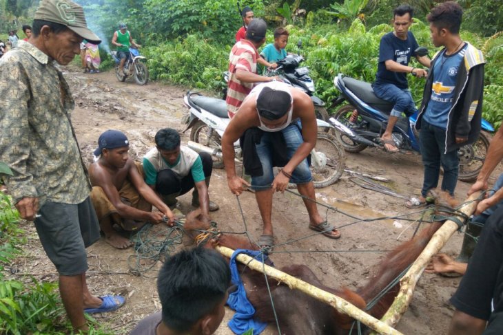 Tiga orangutan masuk kawasan pemukiman warga siantan