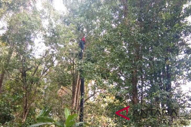 Perkuat standarisasi, Pemprov Bali dongkrak daya tawar petani cengkih