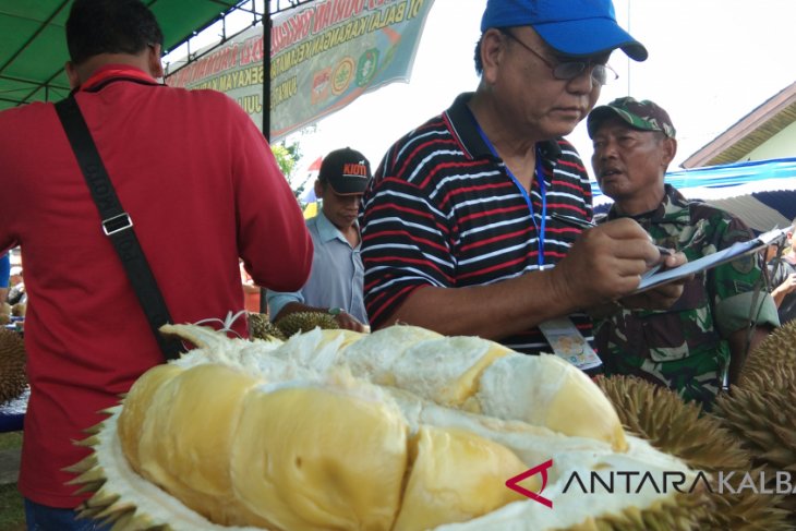 Ratusan peserta ikut kontes durian Sanggau