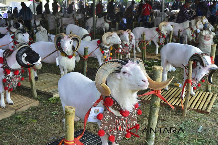Kontes hewan ternak Jawa Barat