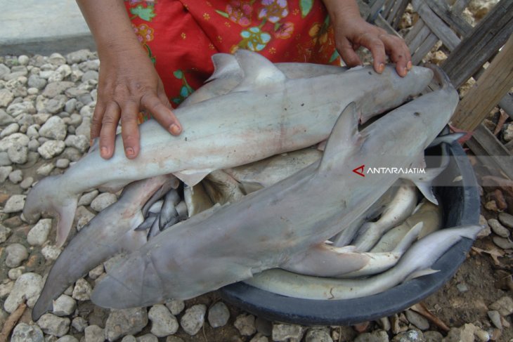 Larangan Tangkap Hiu