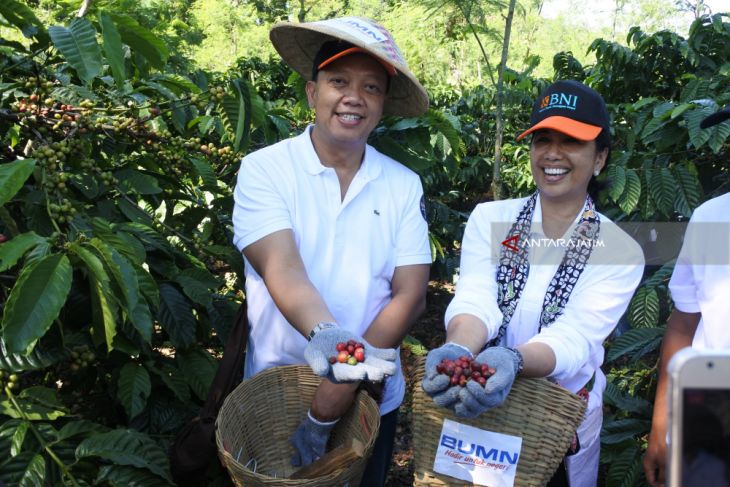 Menteri BUMN Petik Kopi