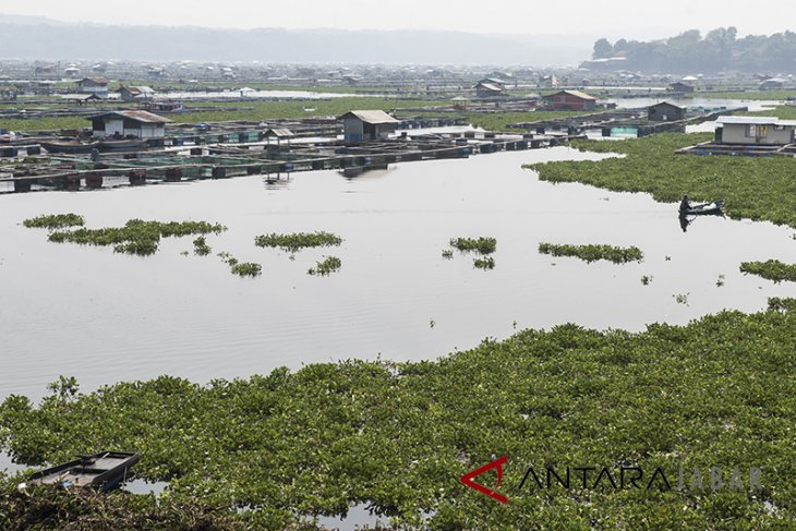 Pembersihan eceng gondok Waduk Cirata