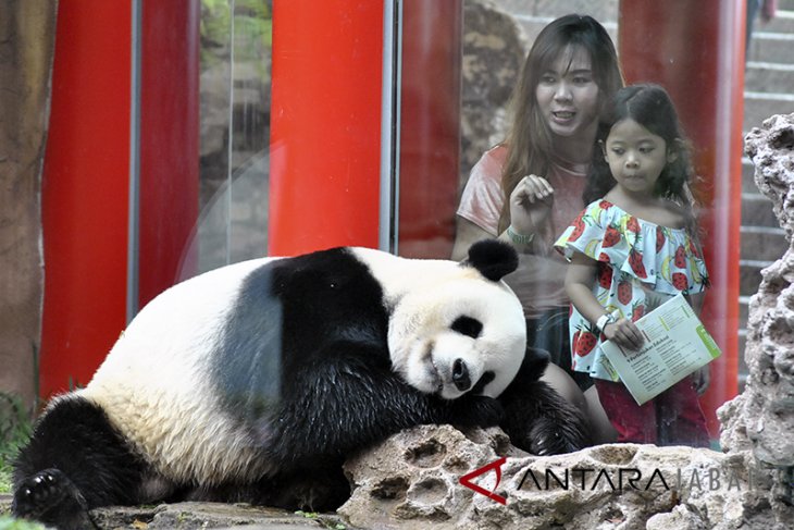 Giant Panda Global Award