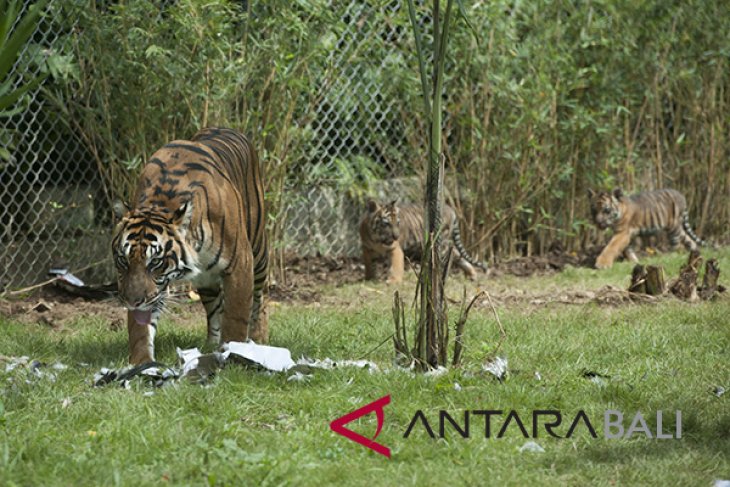 Harimau Sumatera berhasil dikembangbiakkan