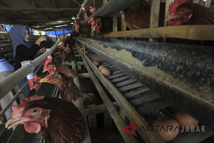 Produksi telur ayam menurun