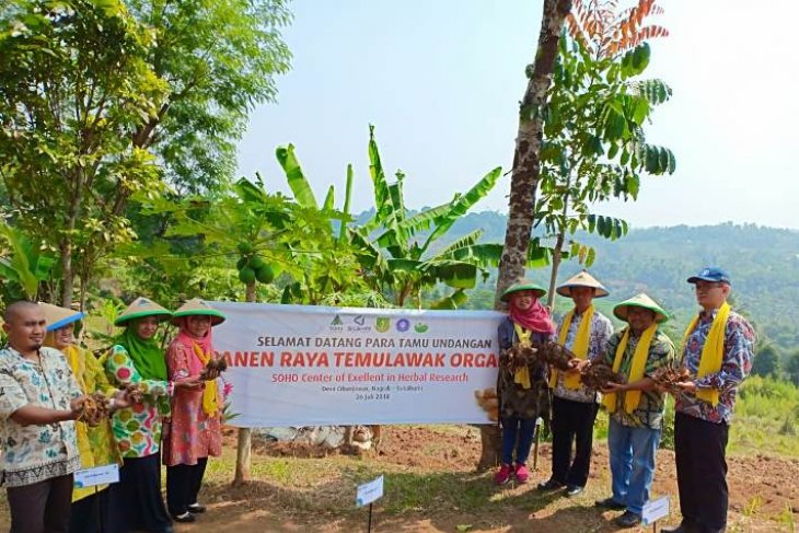Kontribusi TropBRC IPB dalam budidaya temulawak organik
