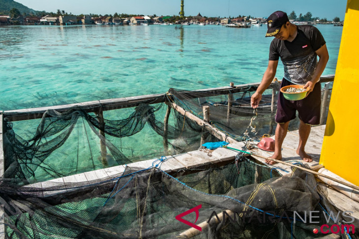 KKP bertekad kurangi pakan ikan impor