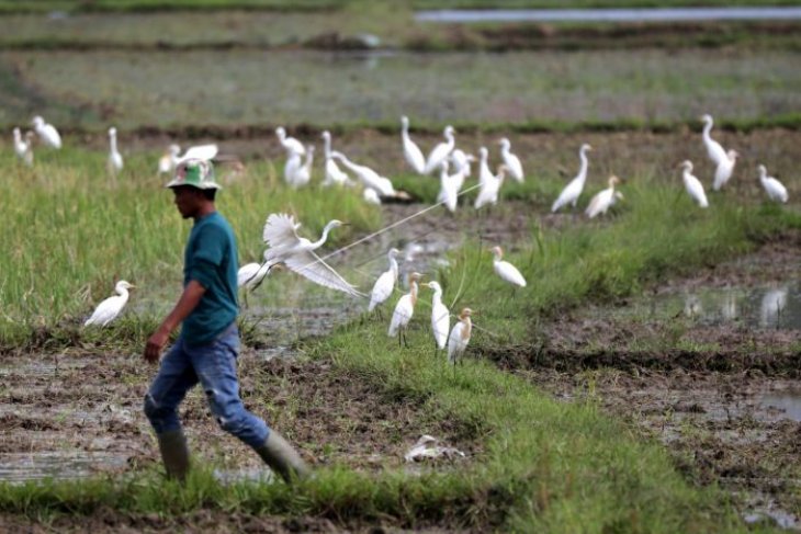 Burung Kuntul bantu petani