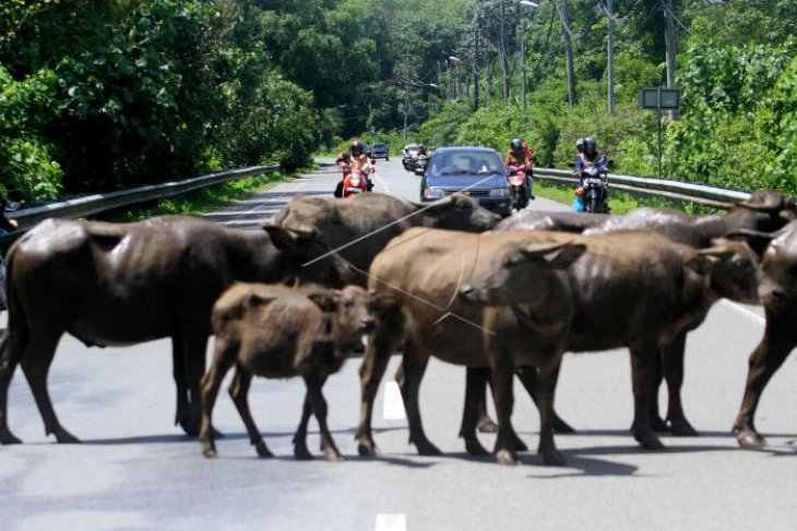 Kerbau di tengah jalan