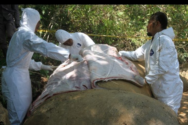 Mengambil sampel gajah mati