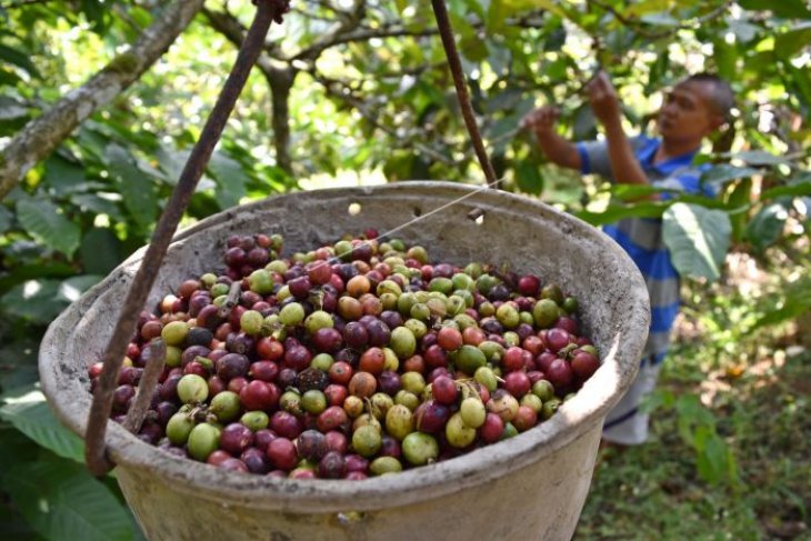 Panen kopi robusta