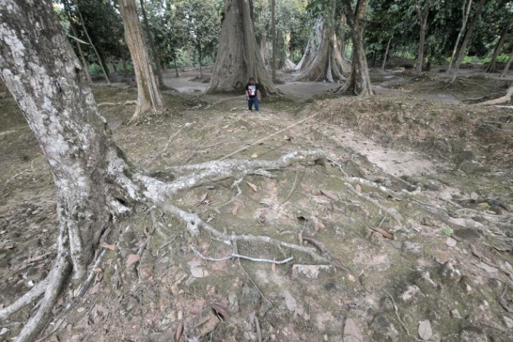 Reruntuhan Candi Kutomahligai Muarojambi