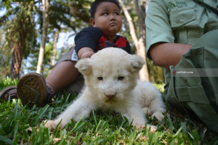 Anakan Singa Putih